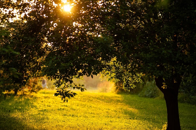 Sunset on grass and tree