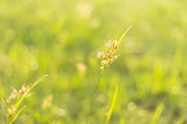 緑の芝生に沈む夕日