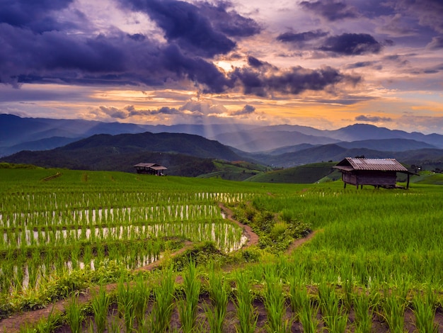 Закат и зеленые террасные поля риса в Па-Понге Пьенг, Мэй-Хаем, Чианг-Май, Таиланд.