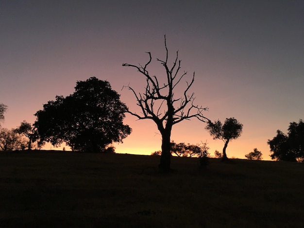 Sunset on a hillside, Andalucia. Spain