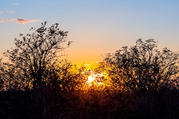 フィールドに沈む夕日。日没時の空の背景に木のシルエット