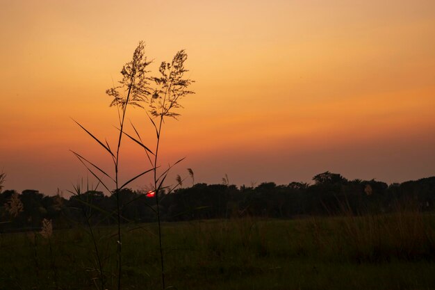 Sunset over the Kans grass or Saccharum spontaneum flowers landscape view