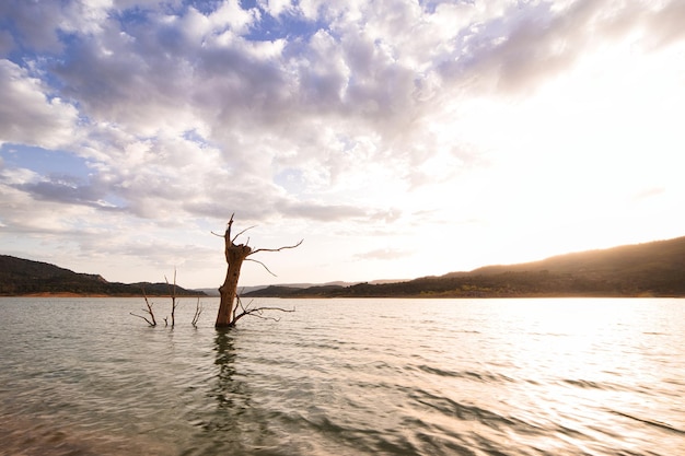 Sunset on a lake with dry tree in the foreground