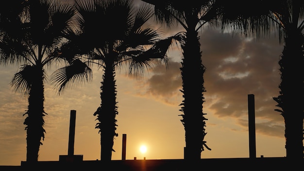 Paesaggio al tramonto. tramonto sulla spiaggia. silhouette di palme sulla spiaggia tropicale al tramonto, estate