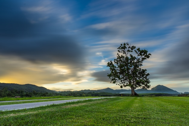 Photo sunset landscape view of a lonely tree in farm with storm cloud sky background.