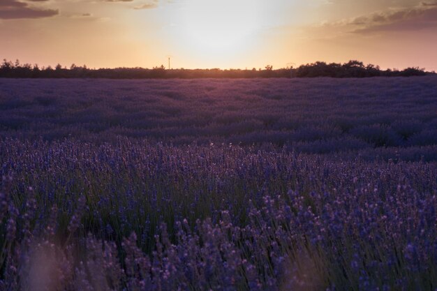 sunset in lavander fields