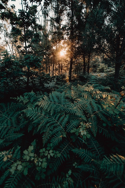 森の葉に沈む夕日