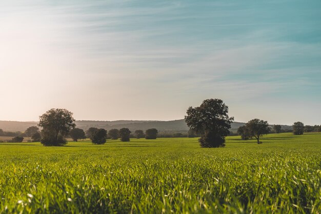 Sunset in a meadow of Manzanares