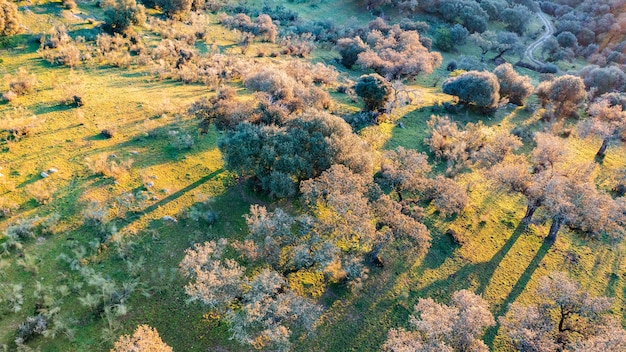 Закат на лугу с каменными дубами и зеленой травой, фотография сверху с воздуха