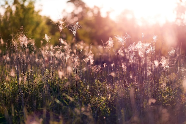 Sunset over the meadow