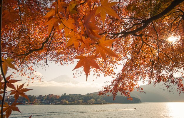 Sunset at mountain fuji and red maple tree in japan autumn season