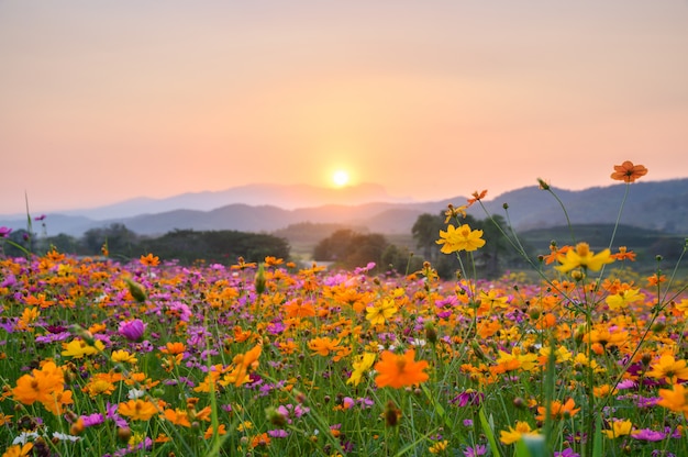 咲くコスモスと山に沈む夕日