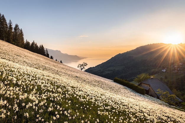 スイス、モントルーの水仙畑の夕日