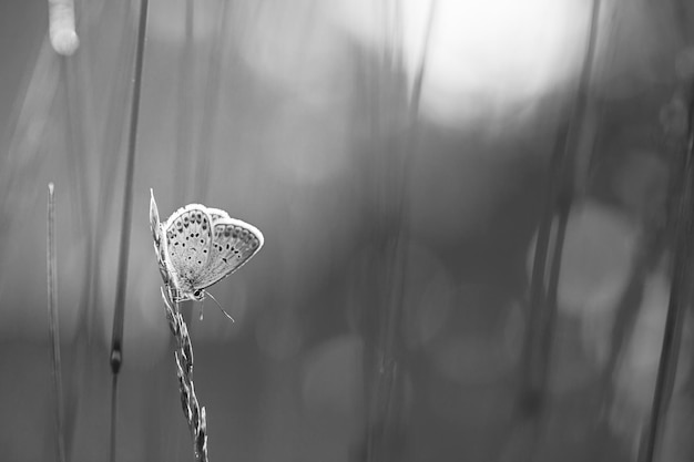 Sunset nature meadow field dream butterfly as background concept. Beautiful autumn blurred meadow