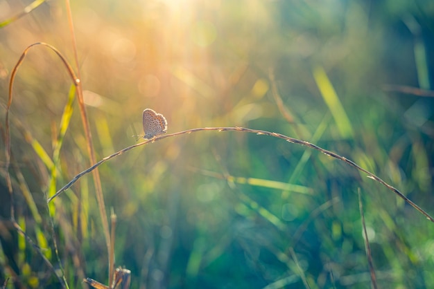 Sunset nature meadow field with butterfly as spring autumn background concept. Beautiful serenity