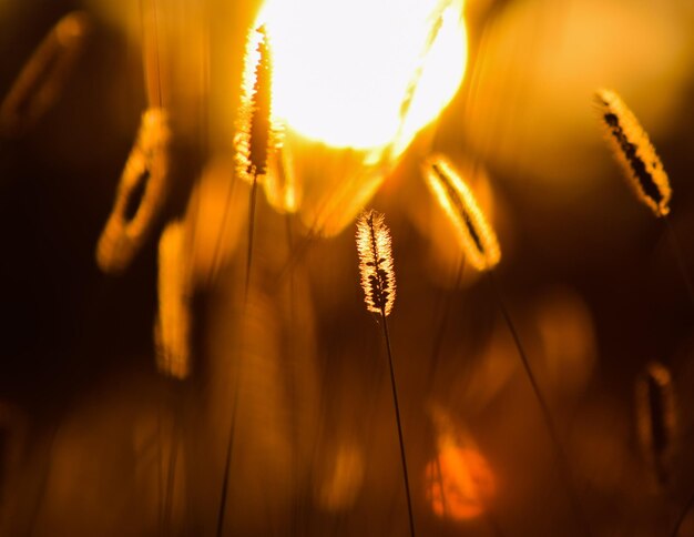 写真 芝生の夕暮れ