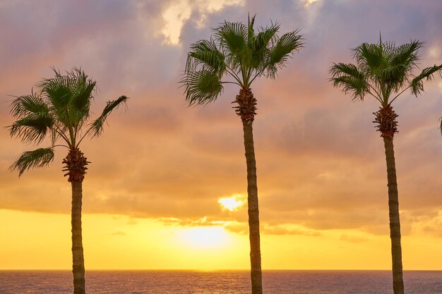 写真 ヤシの木のシルエットと海岸の夕日