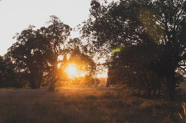 写真 森の風景の夕日や日の出 自然の日光と森の中の太陽光線 夏の森の木々 自然のリアルレンズフレア効果美しい景色