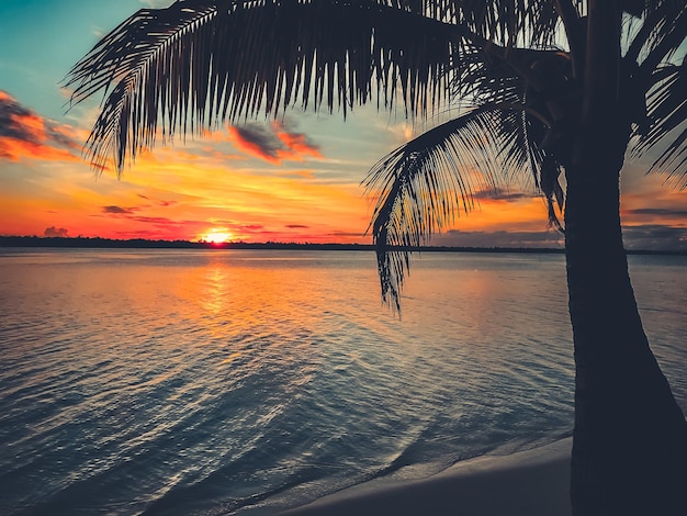 Sunset palm silhouette landscape in summer scenery