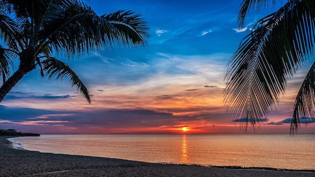 Sunset and palms - nature background.