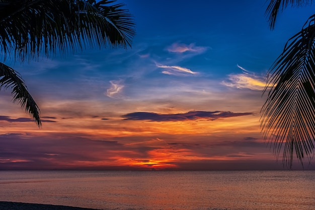 Sunset and palms - nature background.