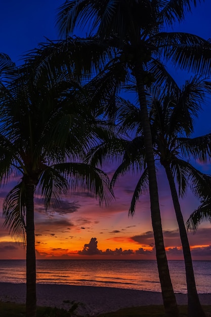 Закат и пальмы - фон природы.
