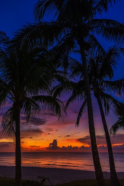 Sunset and palms - nature background.