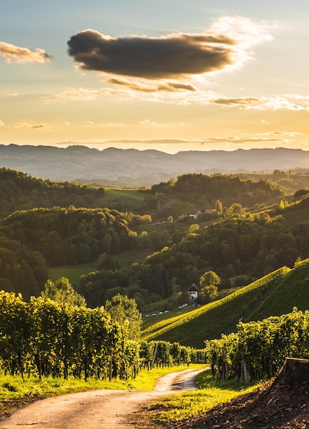 Sunset panorama of wine street on Slovenia Austria border in Styria Fields of grapevines