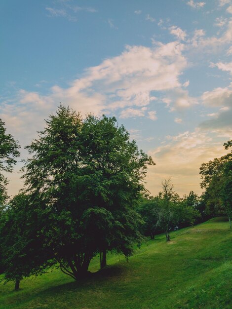 sunset in the park