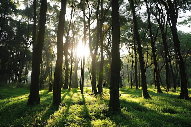 Photo sunset in the pine forest with sunlight shining through the trees