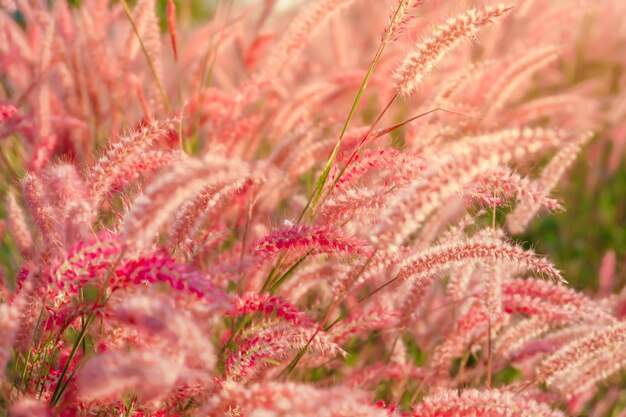 Photo sunset of the pink grass flower field in the blue sky nature landscape of winter meadow of thailandxa