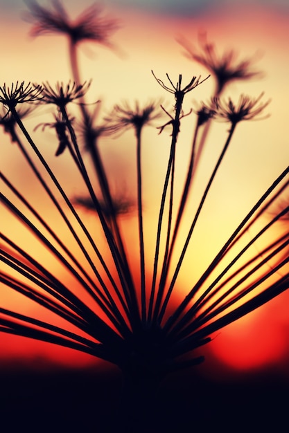 Sunset plant branch summer