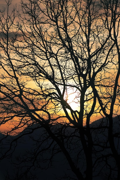 シルエットの植物の枝の間の夕日