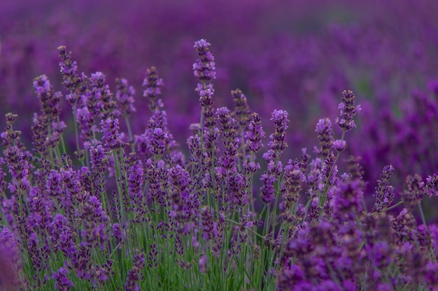 Sunset over a purple lavender field Lavender fields of Valensole Provence France Selective focus