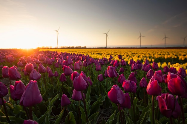 sunset over purple and yellow tulips