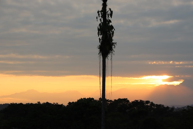 背景の木と熱帯雨林の夕日