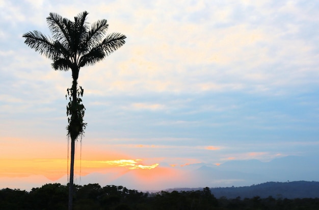 Sunset in the rain forest with trees in the background