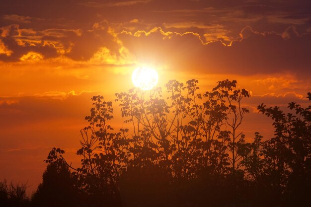 Sunset red sun on the background of trees landscape a dark tree in an open field a dramatic sunrise twilight background