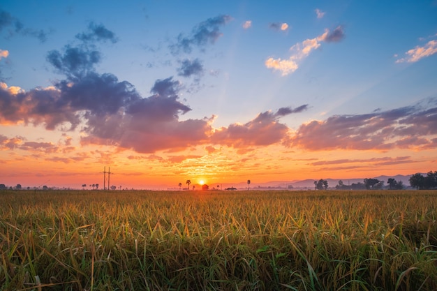 sunset on a rice field