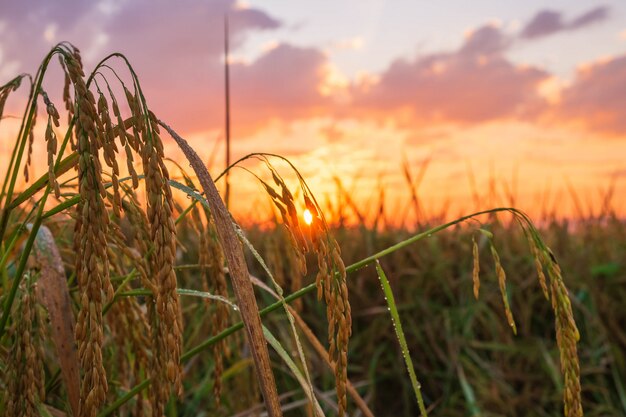 sunset on a rice field