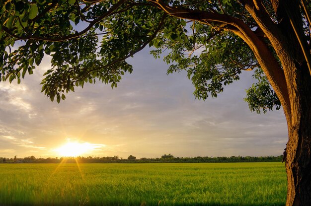 Sunset over the rice fields splash of bright light on the tree with trees are a beautiful frame