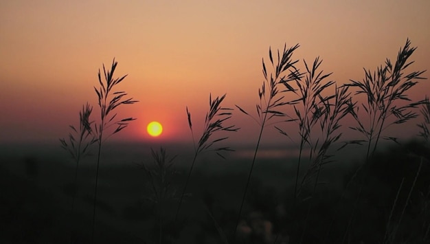 Sunset over the river and the sea