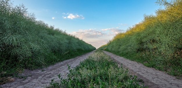 Sunset's Splendor Gravel Road Leading Across Rapeseed Fields