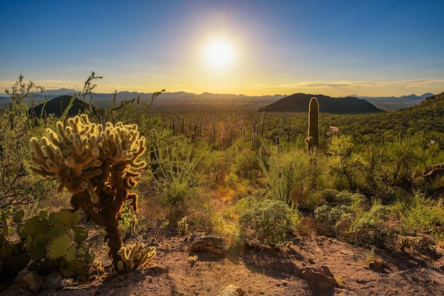 Tramonto nel parco nazionale del saguaro in arizona
