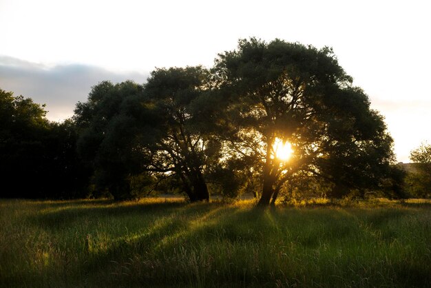 Sunset scene behind trees creating shadows with volume