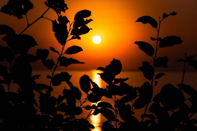 Sunset in the sea looking through the silhouette of the leaves of a tree