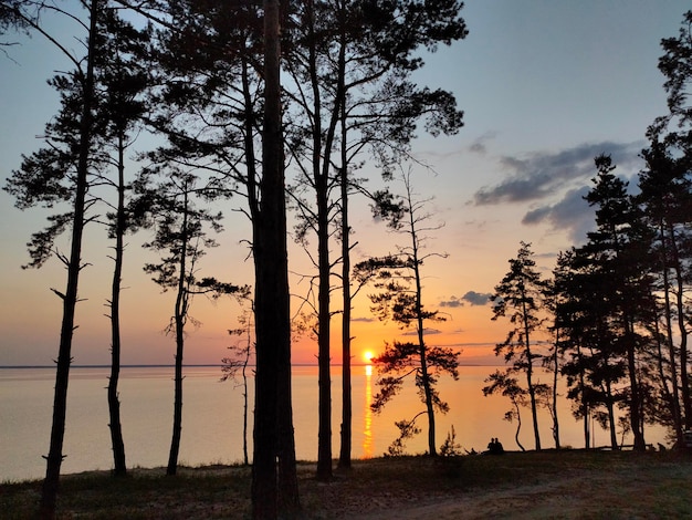 Tramonto sul mare attraverso i rami degli alberi