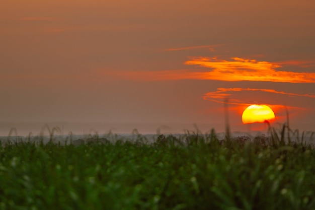 写真 サトウキビ農園から見た夕日農業はブラジル経済の主要拠点のひとつ