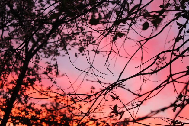 Foto il tramonto sugli alberi in fiore