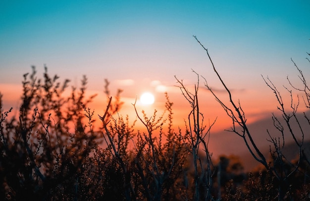 Foto il tramonto dietro la silhouette dei rami